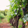 Hidden Vineyards Collection