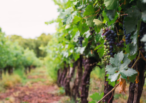 Hidden Vineyards Collection