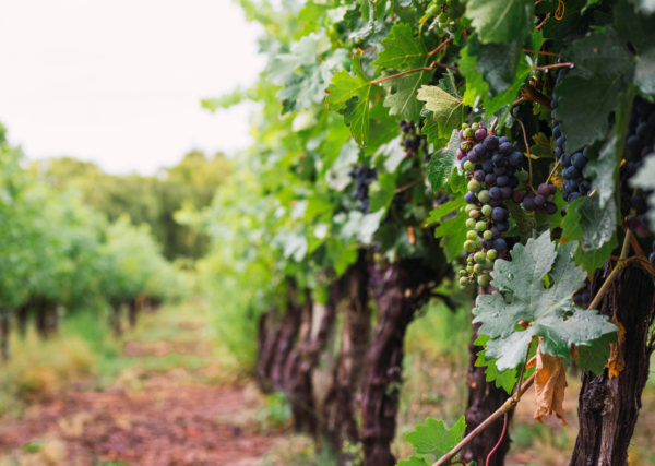 Hidden Vineyards Collection