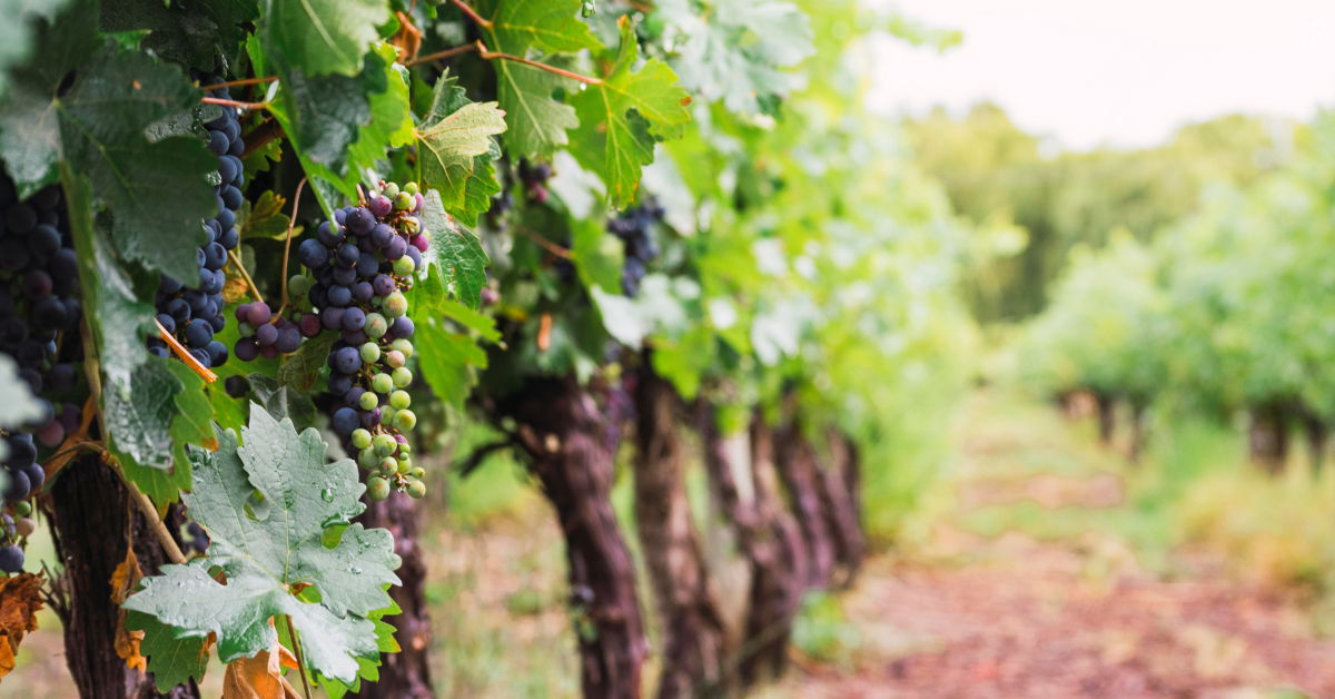 Question Everything—Even Wine