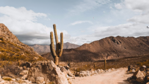 The Wine Explorer’s Club